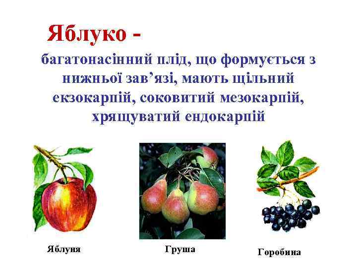 Яблуко багатонасінний плід, що формується з нижньої зав’язі, мають щільний екзокарпій, соковитий мезокарпій, хрящуватий