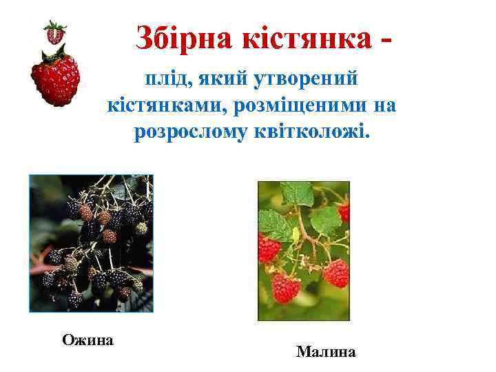 Збірна кістянка плід, який утворений кістянками, розміщеними на розрослому квітколожі. Ежевика Ожина Малина 