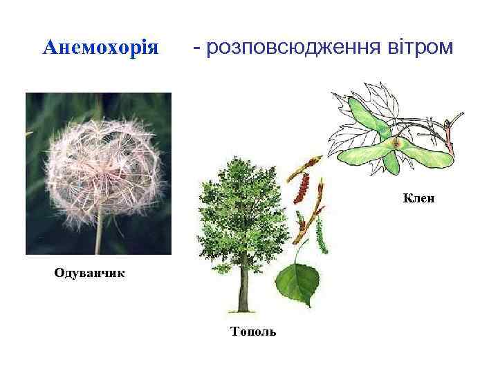 Анемохорія - розповсюдження вітром Клен Одуванчик Тополь 