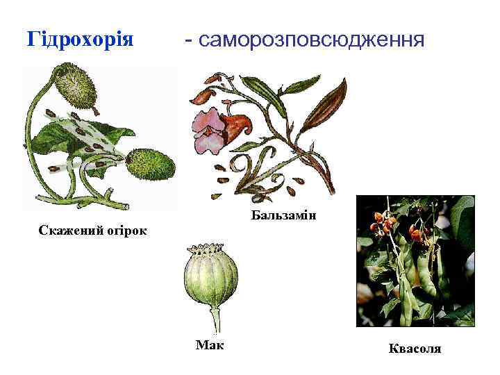 Гідрохорія - саморозповсюдження Бальзамін Скажений огірок Мак Квасоля 