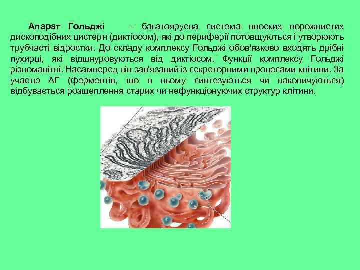 Апарат Гольджі – багатоярусна система плоских порожнистих дископодібних цистерн (диктіосом), які до периферії потовщуються