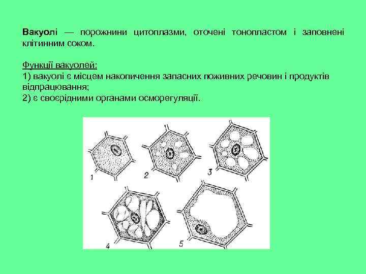 Вакуолі — порожнини цитоплазми, оточені тонопластом і заповнені клітинним соком. Функції вакуолей: 1) вакуолі