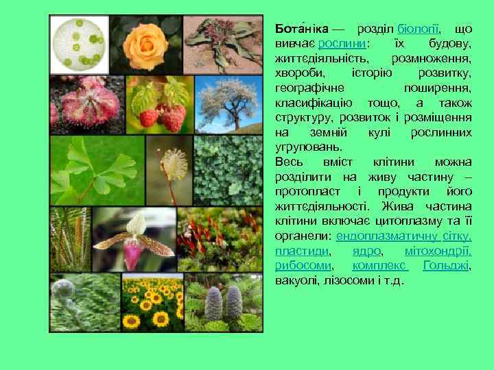 Бота ніка — розділ біології, що вивчає рослини: їх будову, життєдіяльність, розмноження, хвороби, історію