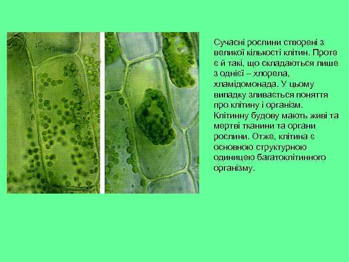 Сучасні рослини створені з великої кількості клітин. Проте є й такі, що складаються лише