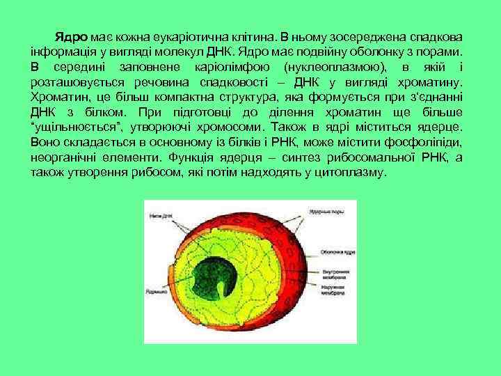 Ядро має кожна еукаріотична клітина. В ньому зосереджена спадкова інформація у вигляді молекул ДНК.