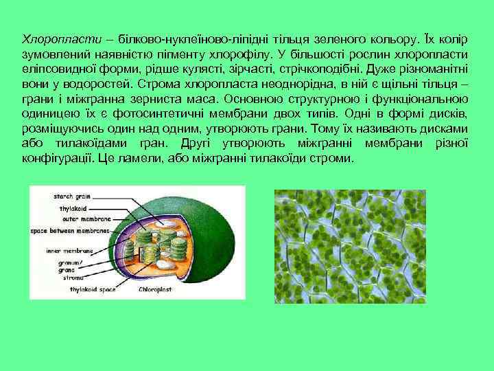 Хлоропласти – білково-нуклеїново-ліпідні тільця зеленого кольору. Їх колір зумовлений наявністю пігменту хлорофілу. У більшості