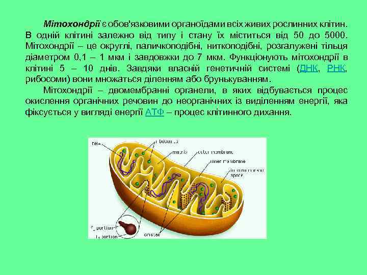 Мітохондрії є обов'язковими органоїдами всіх живих рослинних клітин. В одній клітині залежно від типу