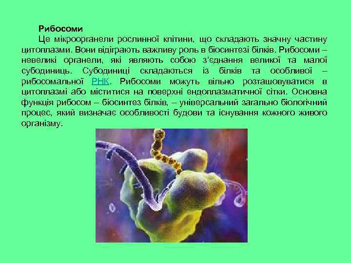 Рибосоми Це мікроорганели рослинної клітини, що складають значну частину цитоплазми. Вони відіграють важливу роль