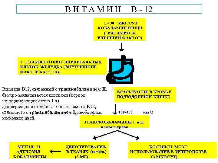 ВИТАМИН В - 12 5 - 30 МКГ/СУТ КОБАЛАМИН ПИЩИ ( ВИТАМИН В ,