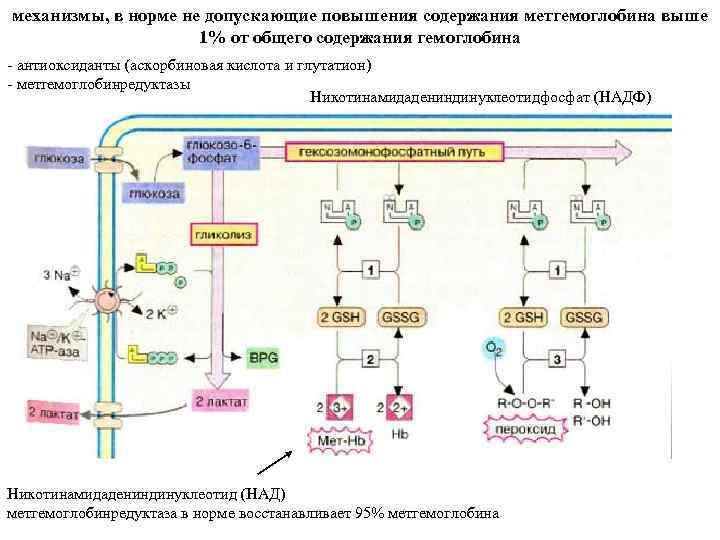 механизмы, в норме не допускающие повышения содержания метгемоглобина выше 1% от общего содержания гемоглобина