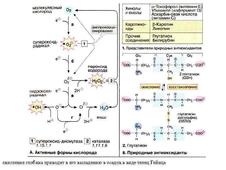 окисление глобина приводит к его выпадению в осадок в виде телец Гейнца 