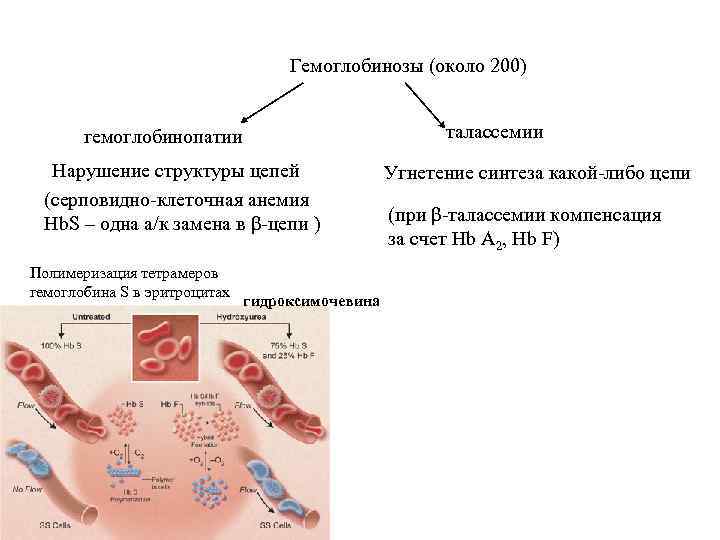 Гемоглобинозы (около 200) талассемии гемоглобинопатии Нарушение структуры цепей (серповидно-клеточная анемия Hb. S – одна