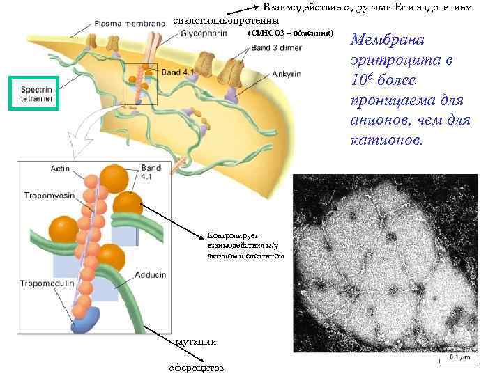 Взаимодействие с другими Er и эндотелием сиалогиликопротеины (Cl/HCO 3 – обменник) Контролирует взаимодействия м/у