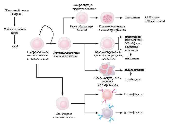 Желточный мешок (эмбрион) Быстро образует крупную колонию эритроциты Бурст-образующая единица Селезенка, печень (плод) Колониеобразующая