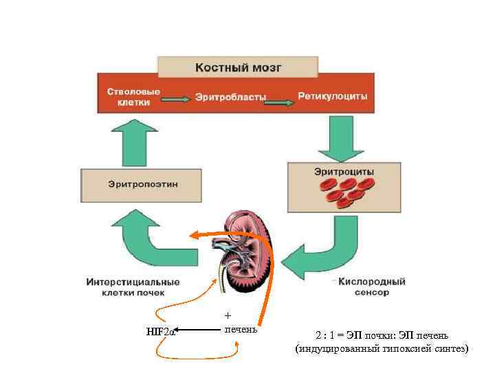 HIF 2α + печень 2 : 1 = ЭП почки: ЭП печень (индуцированный гипоксией