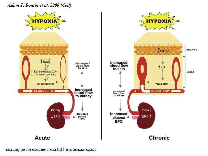 Adam T. Boutin et al. 2008 (Сell) мыши, не имеющие гена hif 1 в