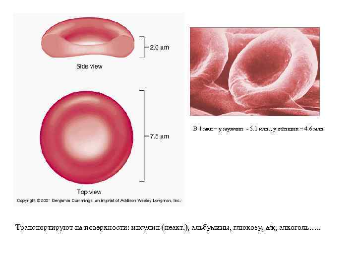 В 1 мкл – у мужчин - 5. 1 млн. , у женщин –