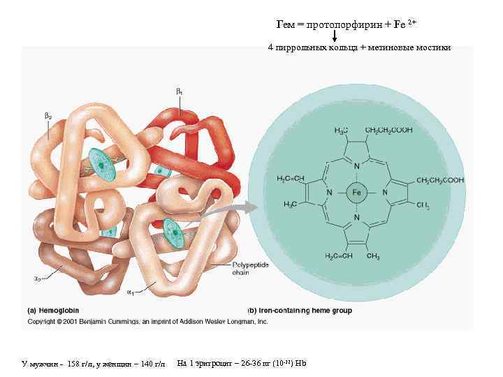 Гем = протопорфирин + Fe 2+ 4 пиррольных кольца + метиновые мостики У мужчин
