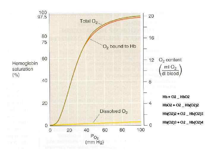 Hb + O 2 _ Hb. O 2 + O 2 _ Hb(O 2)2