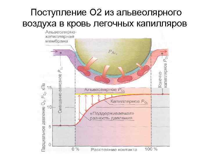  Поступление О 2 из альвеолярного воздуха в кровь легочных капилляров 