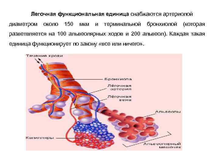 Строение бронхиол