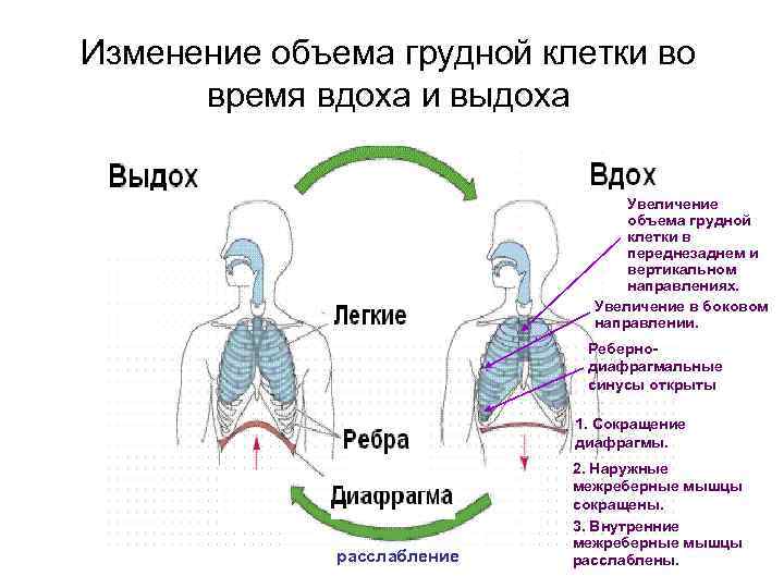 При вдохе воздух проходит через. Процесс дыхания человека схема. Объем грудной клетки при вдохе. Объем грудной клетки при вдохе и выдохе. Диафрагма при дыхании.