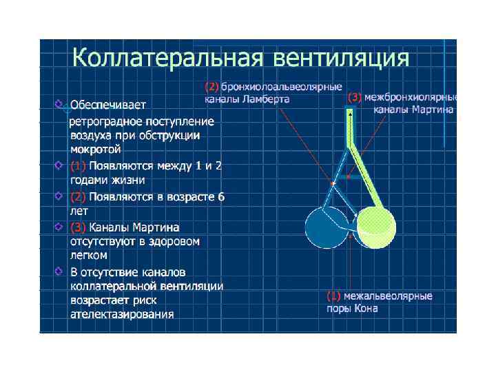 Какую функцию не выполняют поры кона стенки смежных альвеол