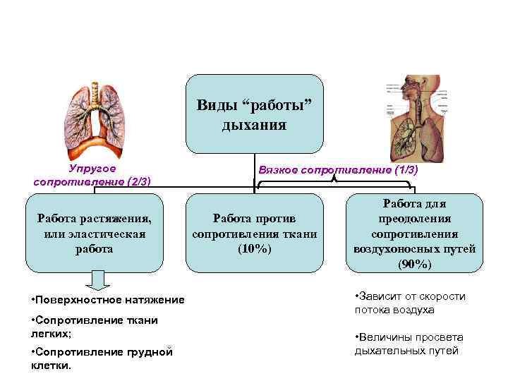 Дышат или дышут. Сопротивление в дыхательной системе.. Виды сопротивления дыханию. Работа дыхания. Сопротивление в дыхательной системе физиология.