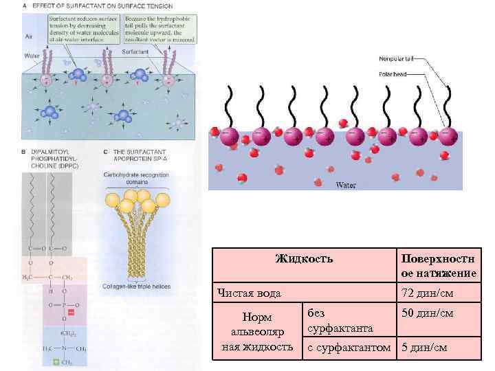 Жидкость Чистая вода Норм альвеоляр ная жидкость Поверхностн ое натяжение 72 дин/см без сурфактанта