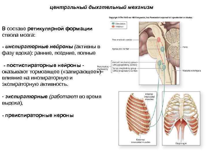 центральный дыхательный механизм В составе ретикулярной формации ствола мозга: - инспираторные нейроны (активны в