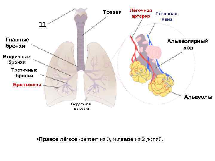 Трахея Лёгочная артерия Лёгочная вена Главные бронхи Альвеолярный ход Вторичные бронхи Третичные бронхи Бронхиолы