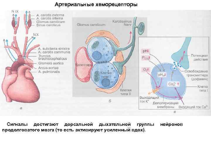 Рефлекс с хеморецепторов аорты