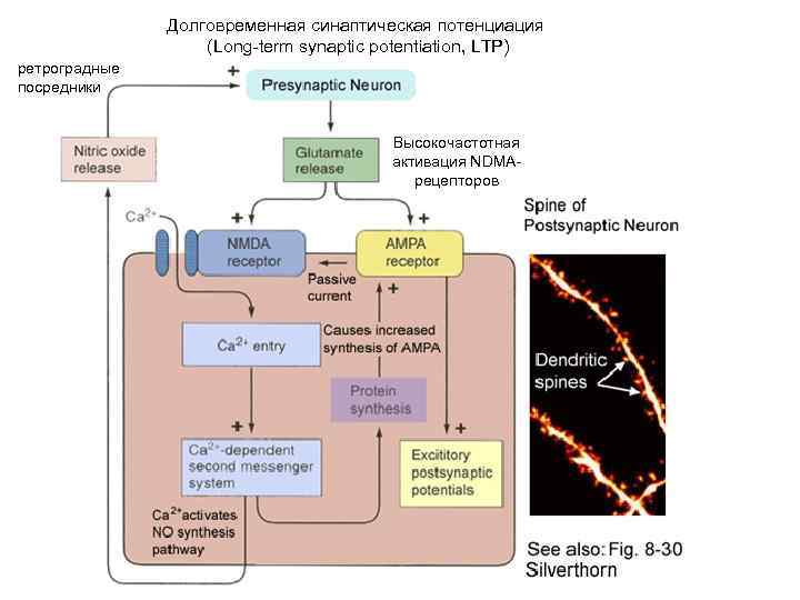 Долговременная синаптическая потенциация (Long-term synaptic potentiation, LTP) ретроградные посредники Высокочастотная активация NDMAрецепторов 