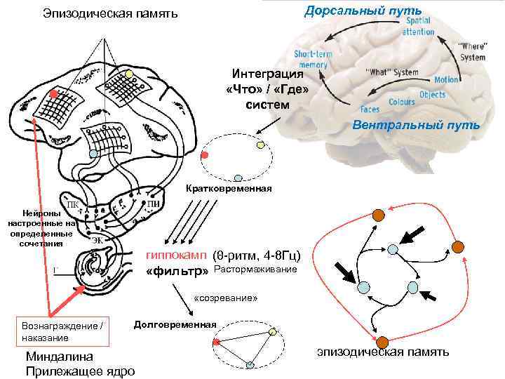 Путь памяти. Нейронные механизмы памяти. Дорсальный гиппокамп. Дорсальный и вентральный пути. Вентральный зрительный путь.