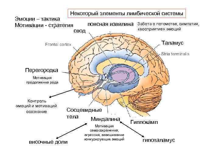 Некоторый элементы лимбической системы Эмоции – тактика Мотивации - стратегия поясная извилина свод Забота