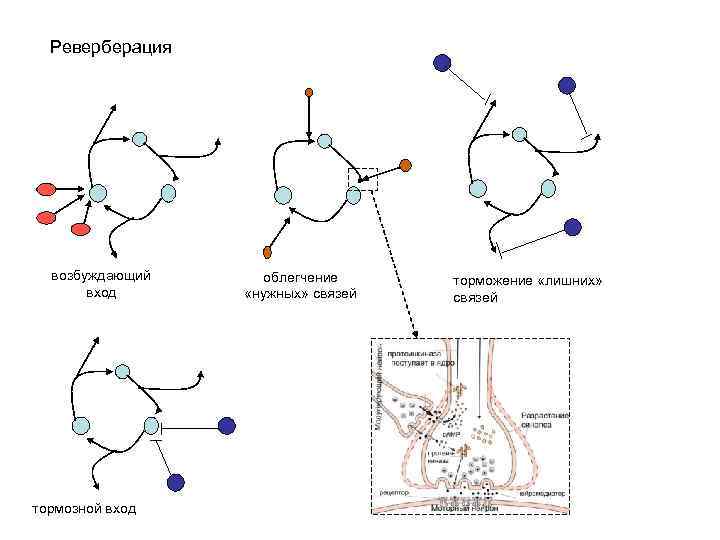 Реверберация возбуждающий вход тормозной вход облегчение «нужных» связей торможение «лишних» связей 