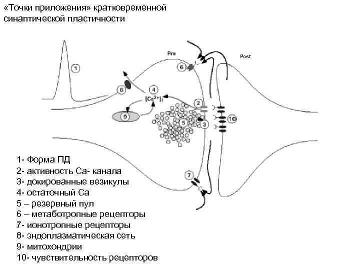  «Точки приложения» кратковременной синаптической пластичности 1 - Форма ПД 2 - активность Са-
