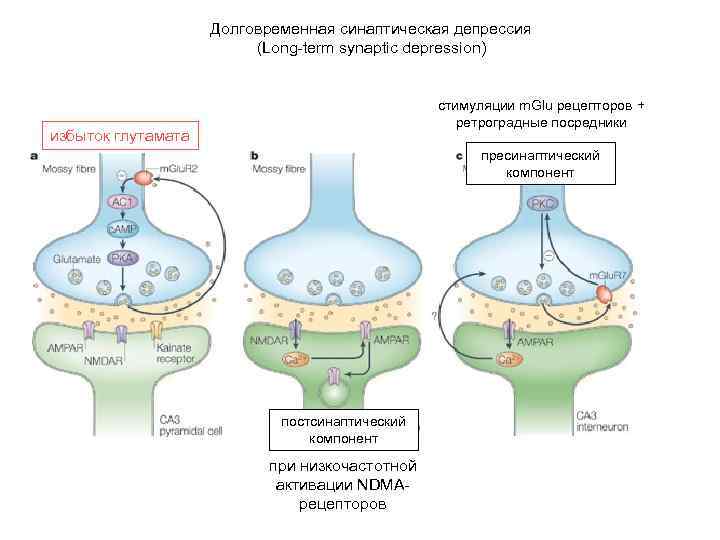 Долговременная синаптическая депрессия (Long-term synaptic depression) стимуляции m. Glu рецепторов + ретроградные посредники избыток