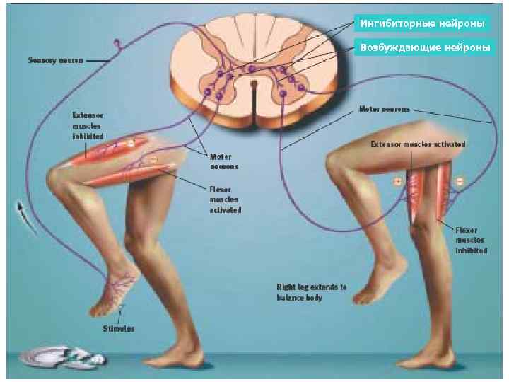 Ингибиторные нейроны Возбуждающие нейроны 