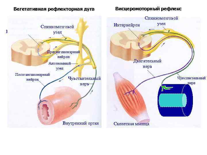 Вегетативная рефлекторная дуга Интернейрон Спинномозговой узел Преганглионарный нейрон Автономный узел Постганглионарный нейрон Висцеромоторный рефлекс