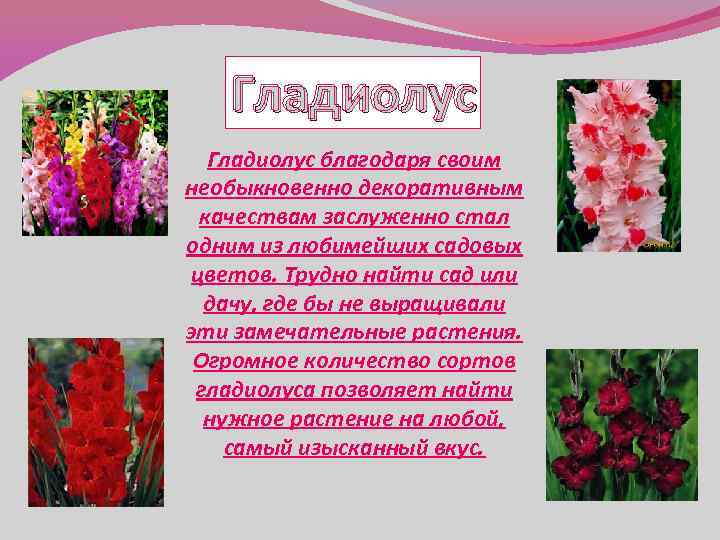 Гладиолус благодаря своим необыкновенно декоративным качествам заслуженно стал одним из любимейших садовых цветов. Трудно