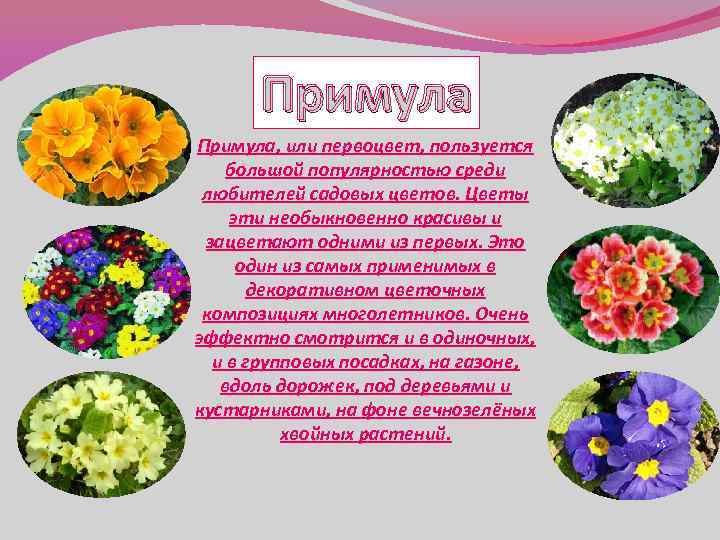 Примула, или первоцвет, пользуется большой популярностью среди любителей садовых цветов. Цветы эти необыкновенно красивы