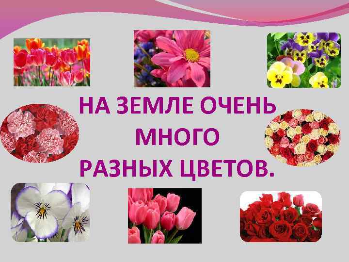 НА ЗЕМЛЕ ОЧЕНЬ МНОГО РАЗНЫХ ЦВЕТОВ. 