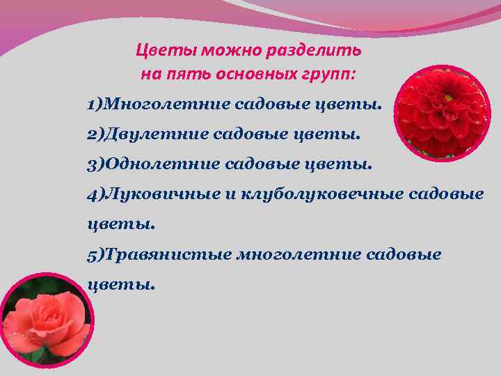 Цветы можно разделить на пять основных групп: 1)Многолетние садовые цветы. 2)Двулетние садовые цветы. 3)Однолетние