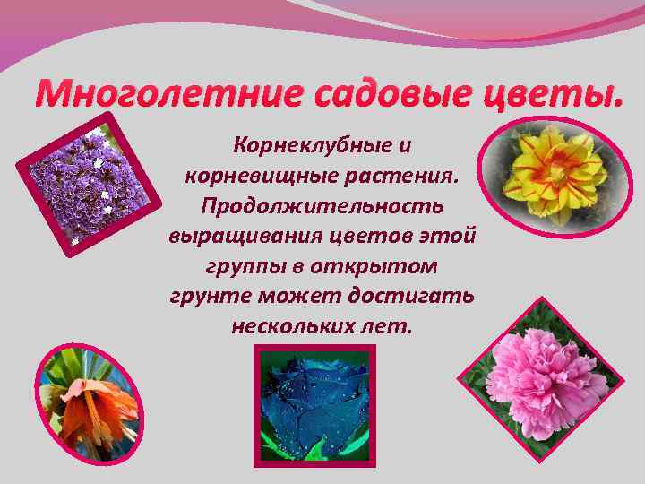Многолетние садовые цветы. Корнеклубные и корневищные растения. Продолжительность выращивания цветов этой группы в открытом