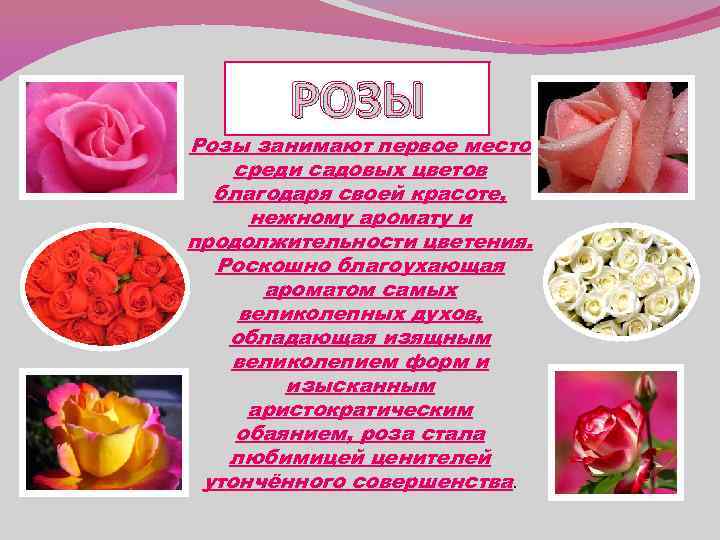 РОЗЫ Розы занимают первое место среди садовых цветов благодаря своей красоте, нежному аромату и
