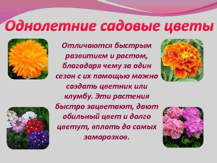 Однолетние садовые цветы Отличаются быстрым развитием и ростом, благодаря чему за один сезон с