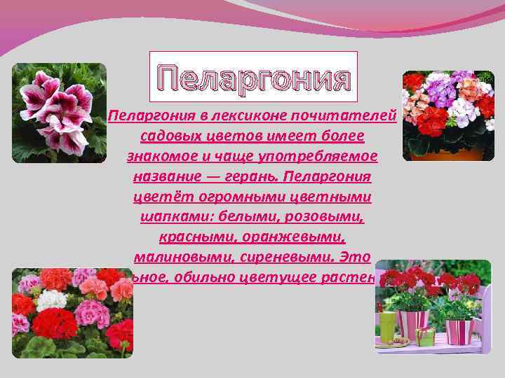 Пеларгония в лексиконе почитателей садовых цветов имеет более знакомое и чаще употребляемое название —