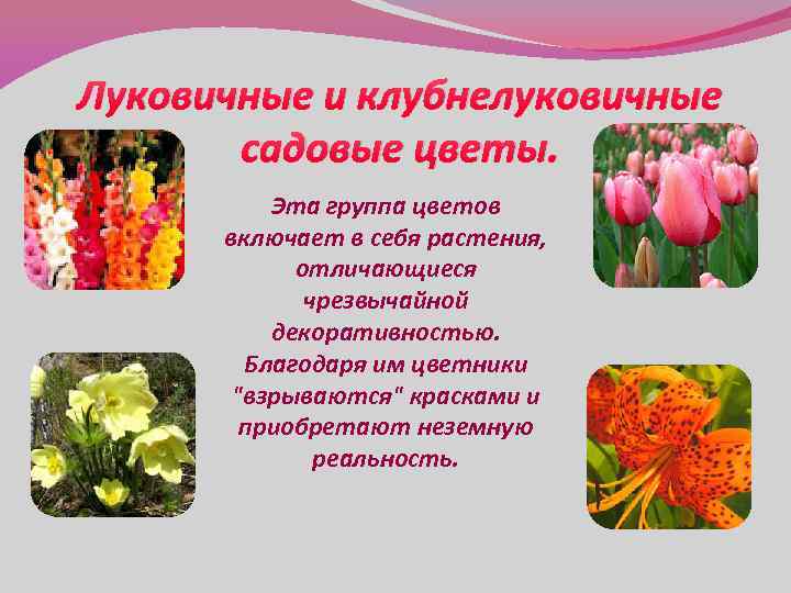 Луковичные и клубнелуковичные садовые цветы. Эта группа цветов включает в себя растения, отличающиеся чрезвычайной