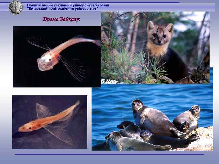 Національний технічний університет України 